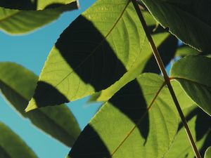 Preview wallpaper leaves, shadows, light, sky, macro