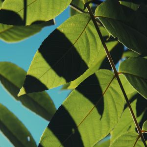 Preview wallpaper leaves, shadows, light, sky, macro