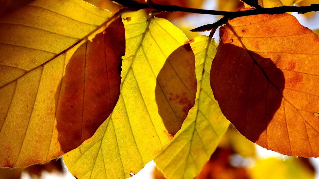 Wallpaper leaves, shape, autumn, branch