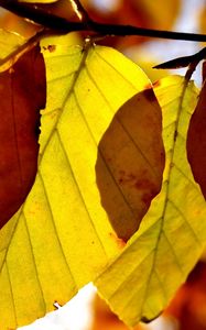 Preview wallpaper leaves, shape, autumn, branch