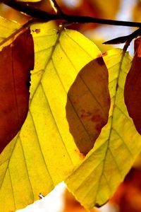 Preview wallpaper leaves, shape, autumn, branch