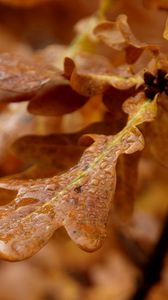 Preview wallpaper leaves, shape, light, branch