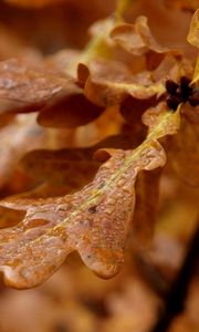 Preview wallpaper leaves, shape, light, branch