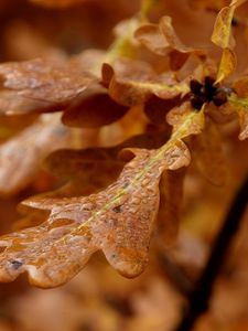 Preview wallpaper leaves, shape, light, branch