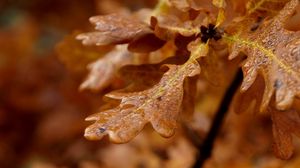 Preview wallpaper leaves, shape, light, branch