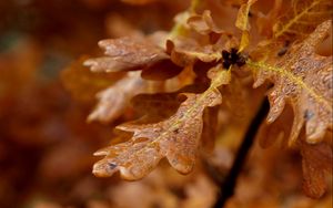 Preview wallpaper leaves, shape, light, branch