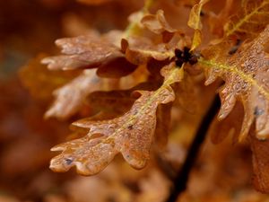 Preview wallpaper leaves, shape, light, branch