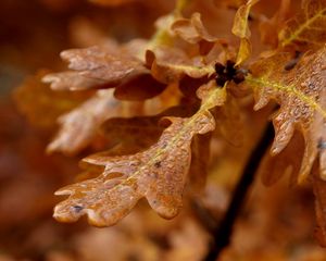 Preview wallpaper leaves, shape, light, branch