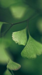 Preview wallpaper leaves, shape, shadow, branch