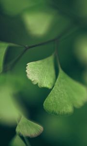 Preview wallpaper leaves, shape, shadow, branch