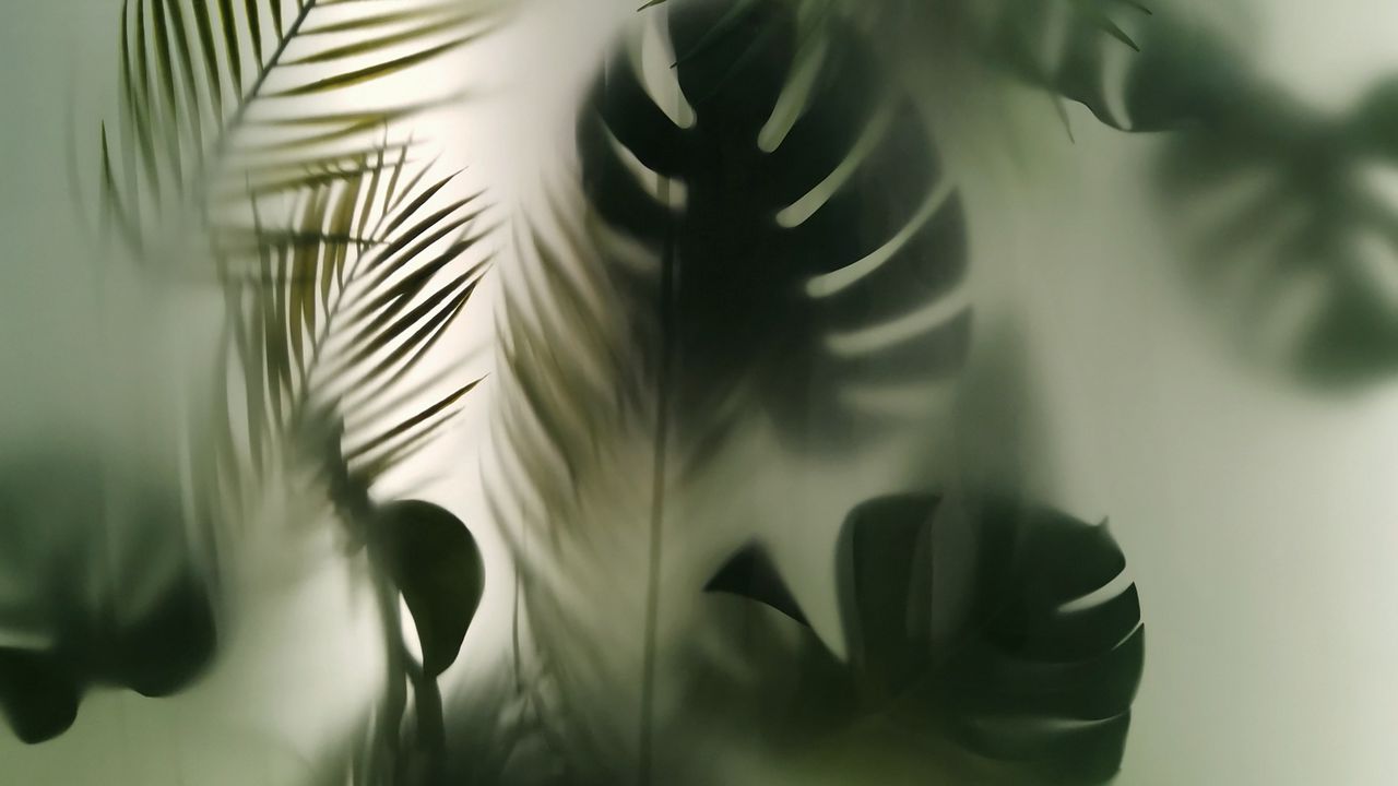 Wallpaper leaves, silhouette, blur, plant