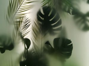 Preview wallpaper leaves, silhouette, blur, plant