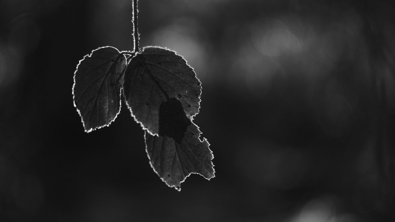 Wallpaper leaves, silhouettes, dark