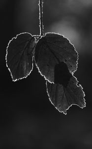 Preview wallpaper leaves, silhouettes, dark