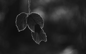 Preview wallpaper leaves, silhouettes, dark