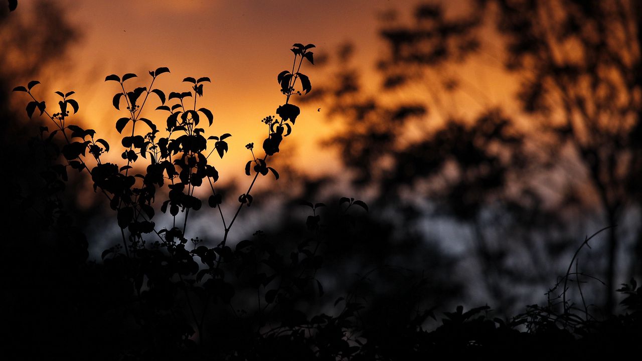 Wallpaper leaves, silhouettes, outlines, sunset, plants