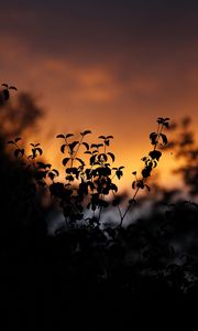 Preview wallpaper leaves, silhouettes, outlines, sunset, plants