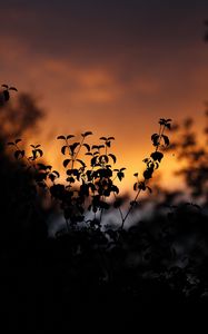 Preview wallpaper leaves, silhouettes, outlines, sunset, plants