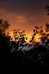 Preview wallpaper leaves, silhouettes, outlines, sunset, plants