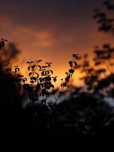 Preview wallpaper leaves, silhouettes, outlines, sunset, plants