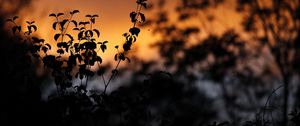 Preview wallpaper leaves, silhouettes, outlines, sunset, plants