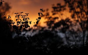 Preview wallpaper leaves, silhouettes, outlines, sunset, plants