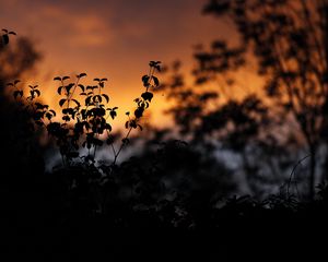 Preview wallpaper leaves, silhouettes, outlines, sunset, plants