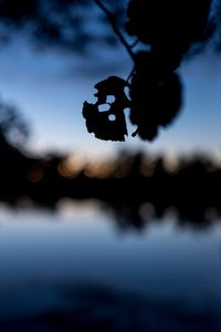 Preview wallpaper leaves, silhouettes, pond, trees, reflection, blur