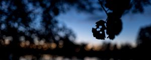 Preview wallpaper leaves, silhouettes, pond, trees, reflection, blur