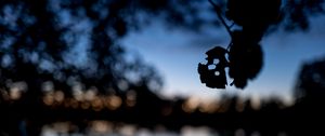 Preview wallpaper leaves, silhouettes, pond, trees, reflection, blur