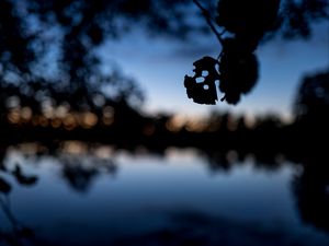 Preview wallpaper leaves, silhouettes, pond, trees, reflection, blur