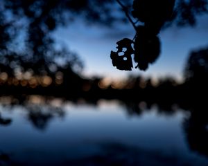 Preview wallpaper leaves, silhouettes, pond, trees, reflection, blur