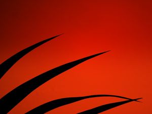Preview wallpaper leaves, silhouettes, red, dark
