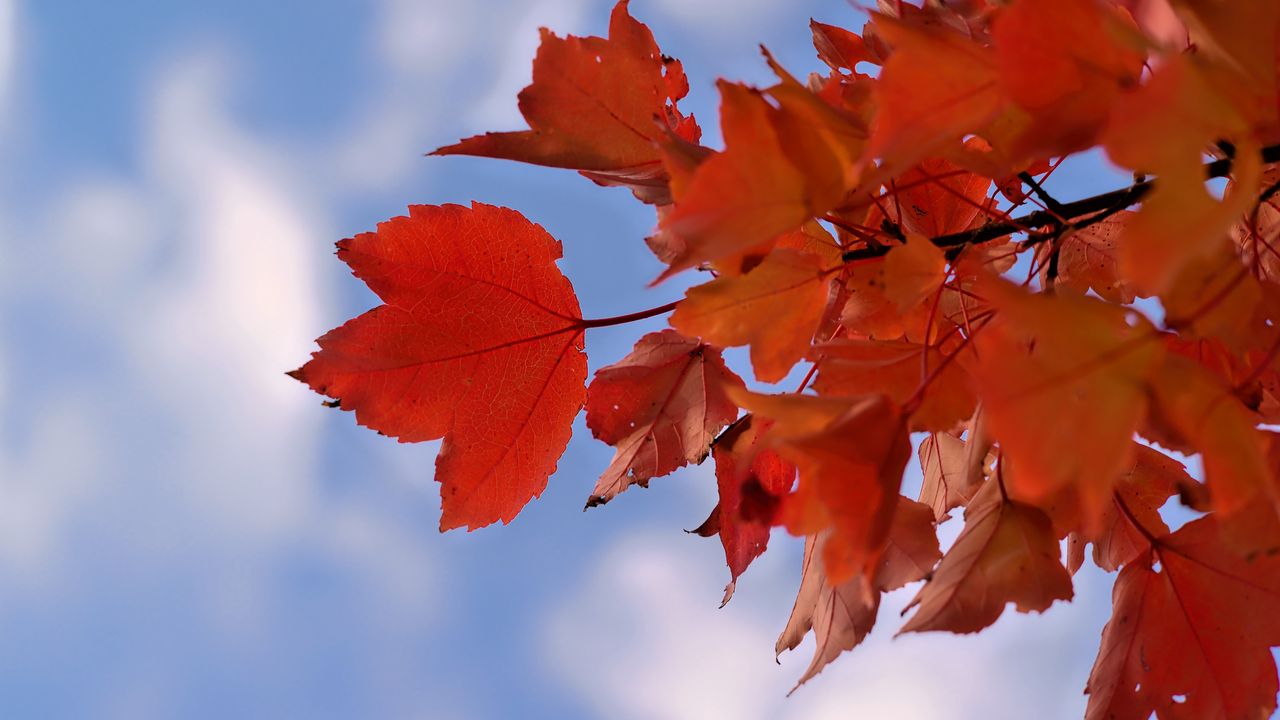 Wallpaper leaves, sky, autumn, branch