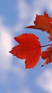 Preview wallpaper leaves, sky, autumn, branch