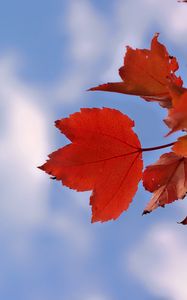 Preview wallpaper leaves, sky, autumn, branch