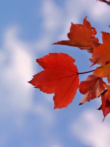 Preview wallpaper leaves, sky, autumn, branch