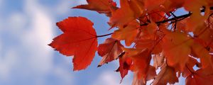 Preview wallpaper leaves, sky, autumn, branch