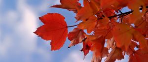 Preview wallpaper leaves, sky, autumn, branch