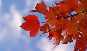 Preview wallpaper leaves, sky, autumn, branch