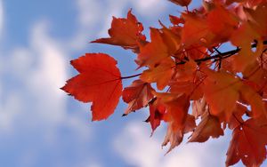 Preview wallpaper leaves, sky, autumn, branch