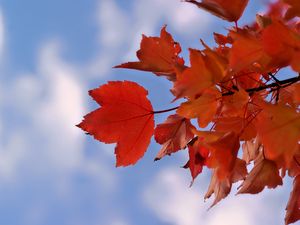 Preview wallpaper leaves, sky, autumn, branch