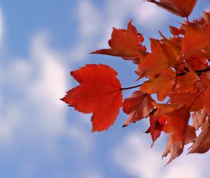 Preview wallpaper leaves, sky, autumn, branch