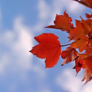 Preview wallpaper leaves, sky, autumn, branch