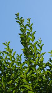 Preview wallpaper leaves, sky, shadows, nature