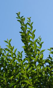 Preview wallpaper leaves, sky, shadows, nature