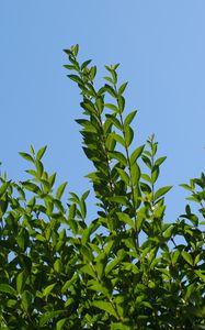 Preview wallpaper leaves, sky, shadows, nature
