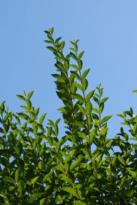 Preview wallpaper leaves, sky, shadows, nature