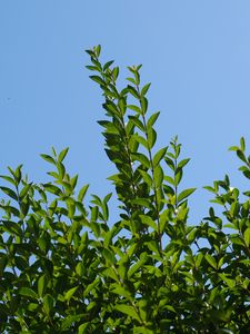 Preview wallpaper leaves, sky, shadows, nature