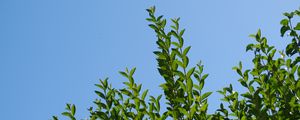 Preview wallpaper leaves, sky, shadows, nature